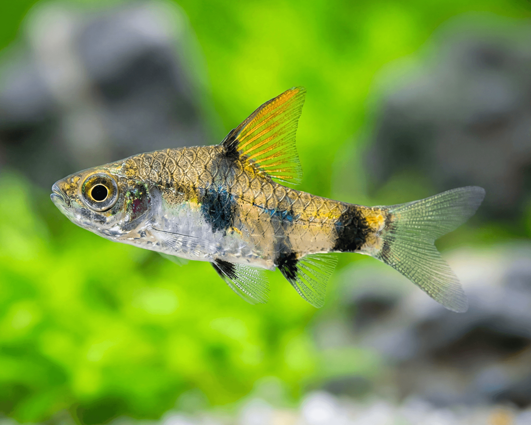 Pethia canius (Green Dwarf Barb)